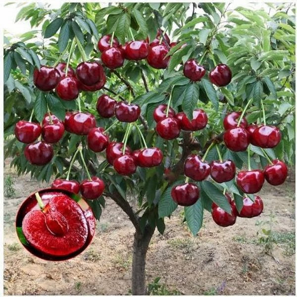 🌳BIG SALE🍒Cherry tree seeds / Cherry seeds Plant Ideal for Gardens & Containers
