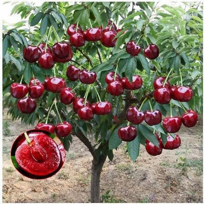 🌳BIG SALE🍒Cherry tree seeds / Cherry seeds Plant Ideal for Gardens & Containers