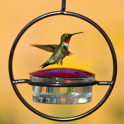 Hummble Bold Hummingbird Feeder