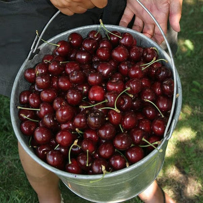 🌳BIG SALE🍒Cherry tree seeds / Cherry seeds Plant Ideal for Gardens & Containers