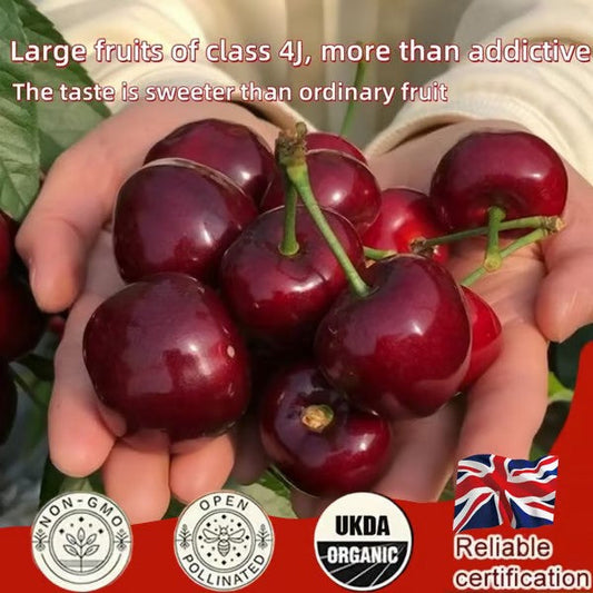 🌳BIG SALE🍒Cherry tree seeds / Cherry seeds Plant Ideal for Gardens & Containers