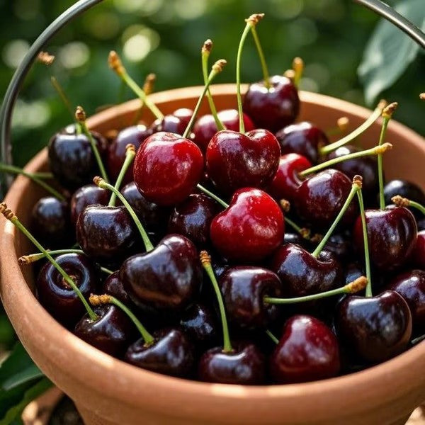 🌳BIG SALE🍒Cherry tree seeds / Cherry seeds Plant Ideal for Gardens & Containers
