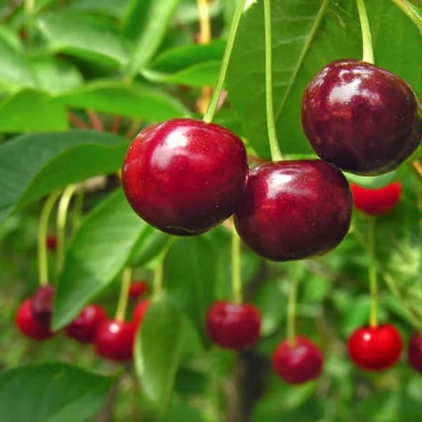 🌳BIG SALE🍒Cherry tree seeds / Cherry seeds Plant Ideal for Gardens & Containers