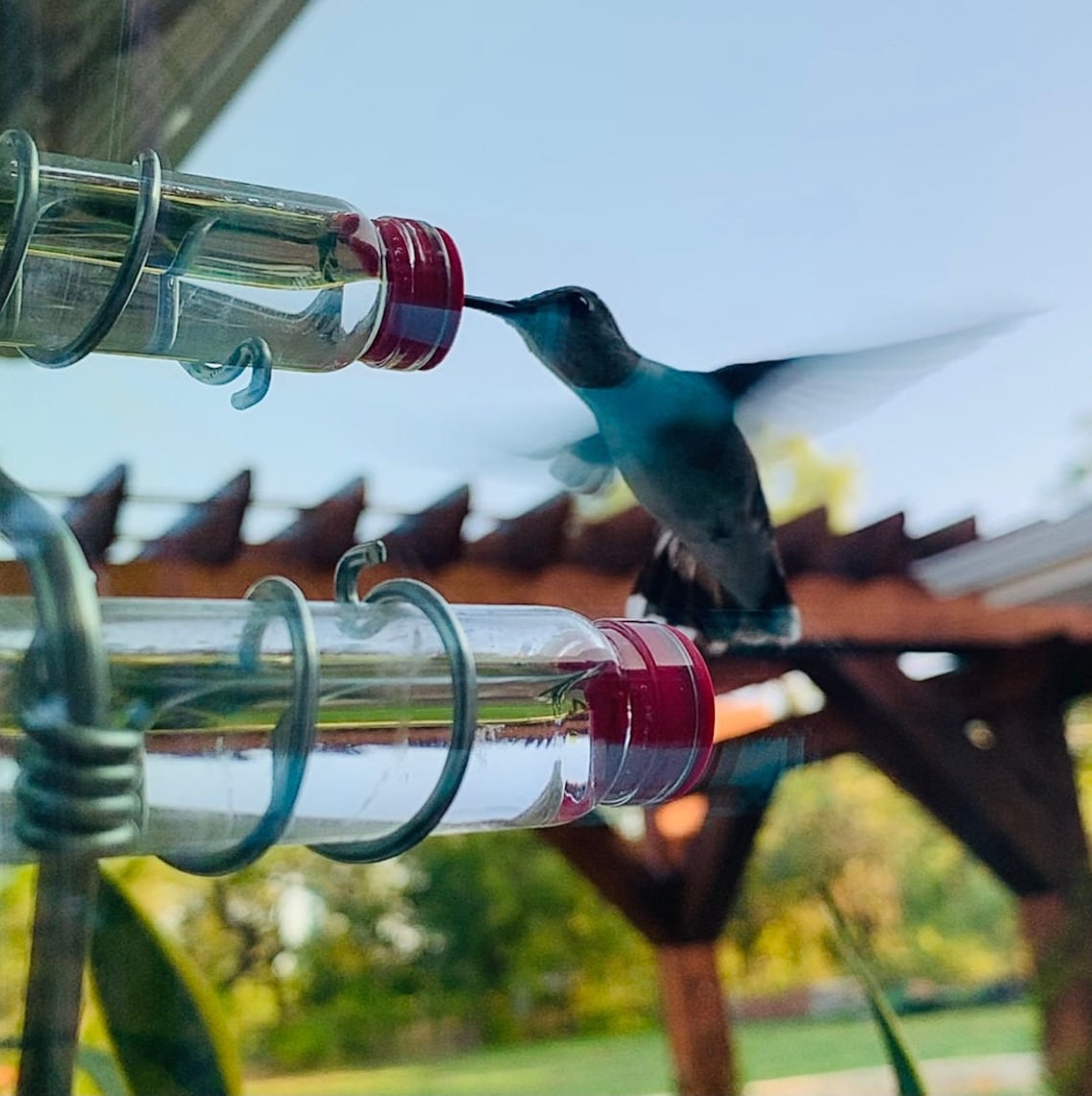 🐦The Geo Feeder | Geometric Window Hummingbird Feeder