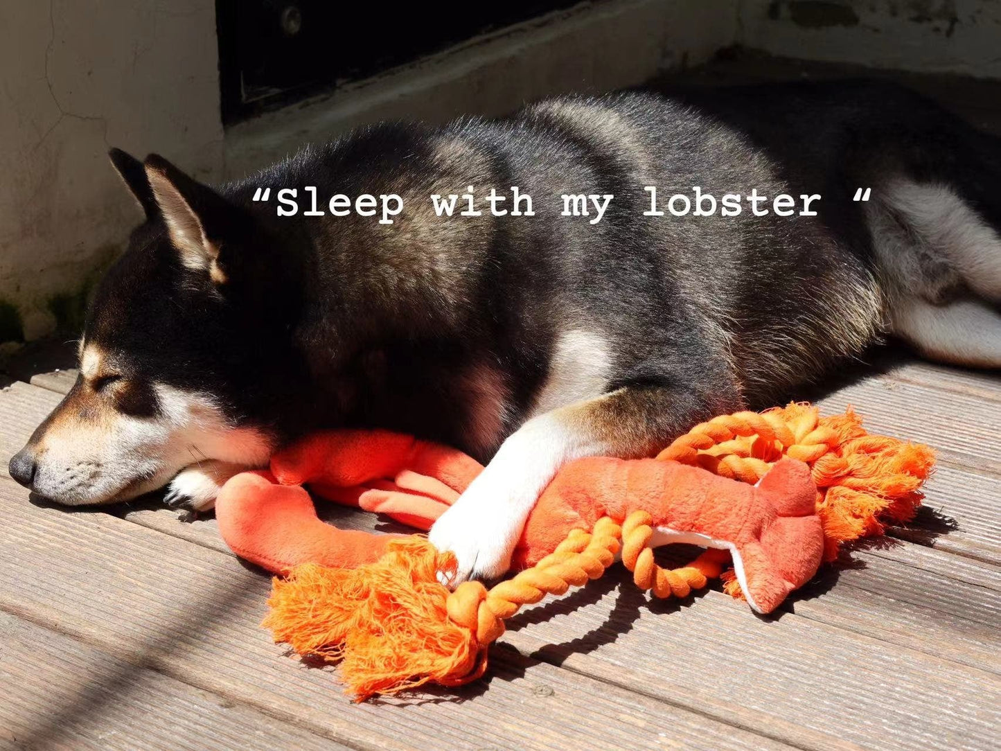 Squeaky Lobster Interactive Toy🐾